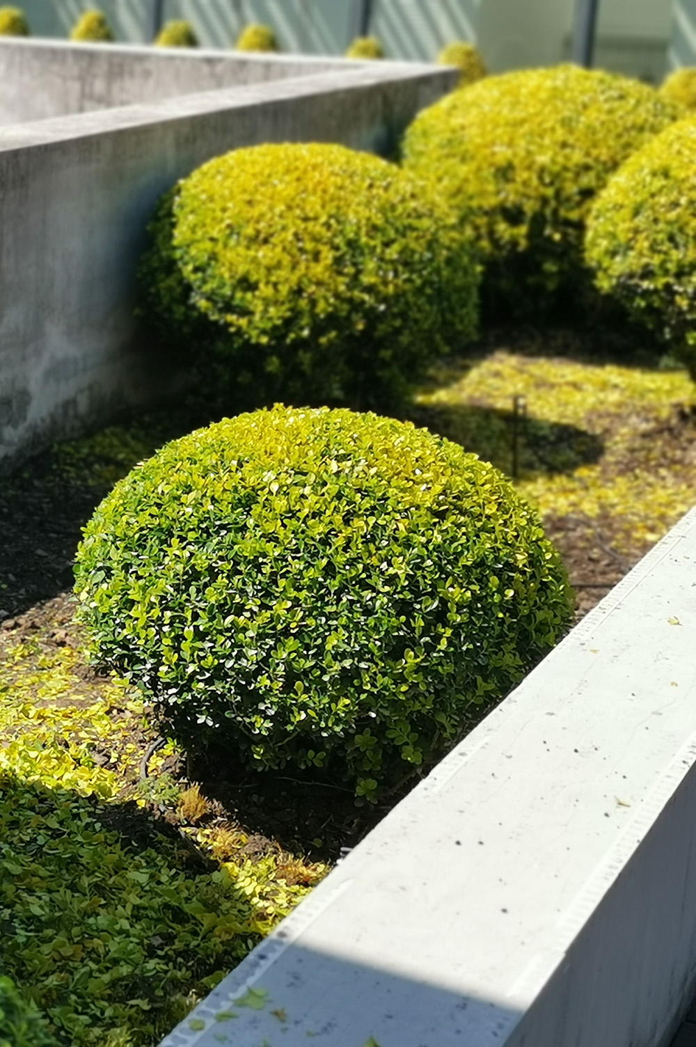 元一科技屋顶花园