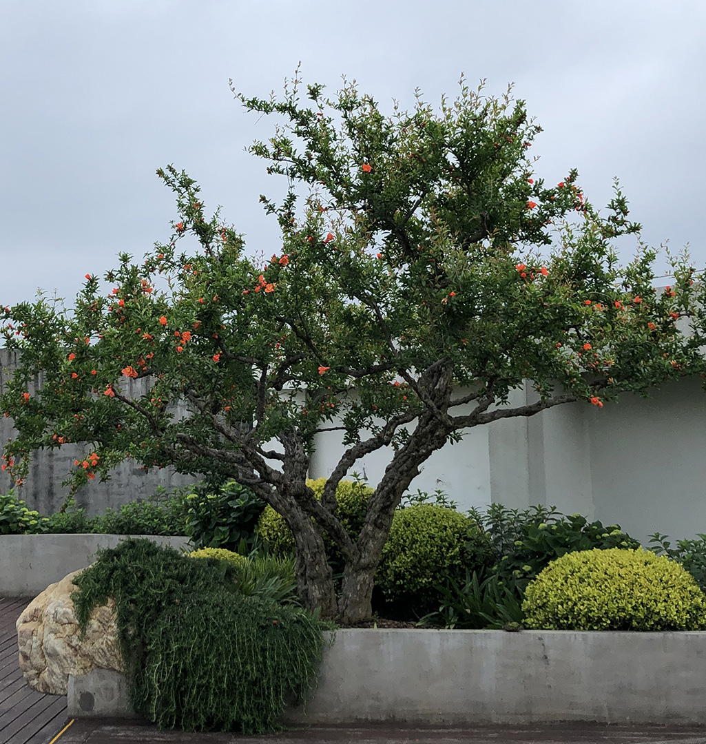 元一科技屋顶花园